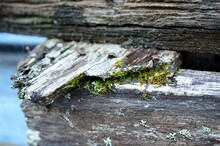 Rusted Nails In Old Weathered Log With Green Moss