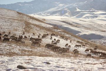 Canvas Print - Beautiful view of the mountains and sheep standing on the ground covered in snow