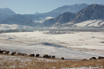 Canvas Print - Beautiful view of the mountains and sheep standing on the ground covered in snow