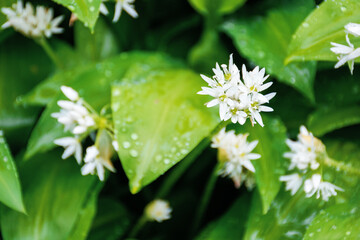 wild garlic blossom in dew drops. green nature background view from the top. leaves of wood garlic plant are used as salad, herb, in soup or for pesto sauce. in korea known as mountain garlic