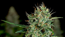 Northern Lights Cannabis Plant In Week 5 Of Flowering Indoor Grow