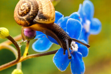 Snail closeup portrait. Little snail in shell crawling on flower and green leaf in garden. Inspirational natural floral spring or summer background. Life of insect. Macro, close up