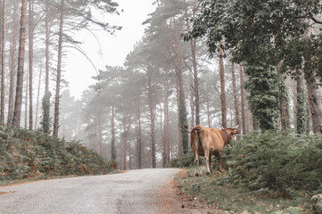 Poster - Big brown cattle walking through a narrow path in a forest with tall trees on a foggy day in autumn