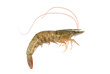 © nd700 - Fresh single living shrimp isolated on white background