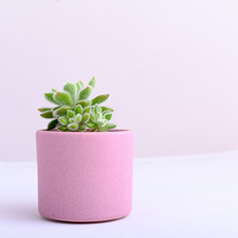 Succulent Plant In A Pink Pot