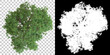 Tree isolated on black background with white mask for easy cutout. 3d rendering - illustration