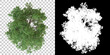 Tree isolated on black background with white mask for easy cutout. 3d rendering - illustration