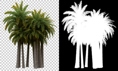 Palm trees isolated with mask. Image useful for banners, posters or photo manipulations. 3d rendering. Illustration