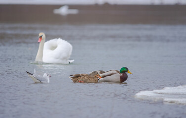 Flock of birds, among which swans, mallard ducks and seagull swimming on the river, in winter. Selective focus