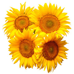 Fotomurales - Sunflowers bouquet isolated on white background. Sun symbol. Flowers yellow, agriculture. Seeds and oil. Flat lay, top view. Bio. Eco. Creative