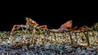 Japanese spider crab underwater in aquarium, Maja japonica, Macrocheira kaempferi
