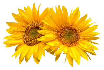 Fotomurales - Sunflowers bouquet isolated on white background. Sun symbol. Flowers yellow, agriculture. Seeds and oil. Flat lay, top view. Bio. Eco. Creative