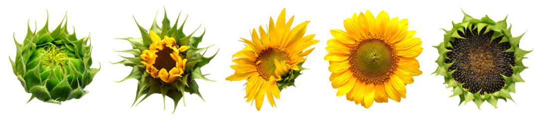Fotomurales - Collection of sunflower flowers in different stages of growth