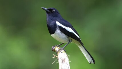 Wall Mural - Oriental Magpie Robin calling on the tree branch.