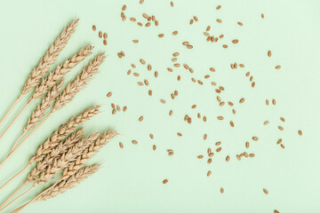 Spike of wheat close up. Cereal crop. Rich harvest creative concept. Still life image with natural ears of plant