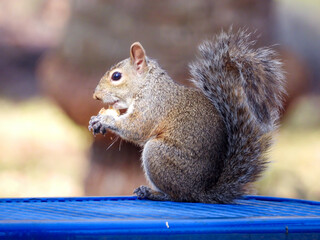 Poster - squirrel eating nut