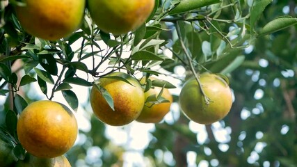 Wall Mural - Close up of woman gardener hand examining the ripe oranges on a branch of orange tree before harvesting with happily.