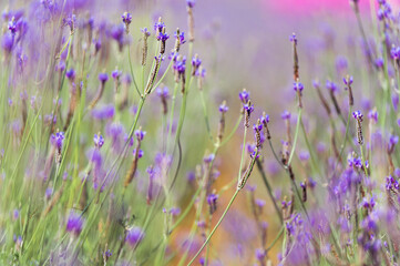 Wall Mural - Soft focus on lavender flower, beautiful lavender flowers blooming in the garden for the background