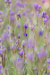 Wall Mural - Soft focus on lavender flower, beautiful lavender flowers blooming in the garden for the background