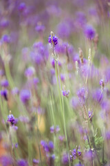 Wall Mural - Soft focus on lavender flower, beautiful lavender flowers blooming in the garden for the background