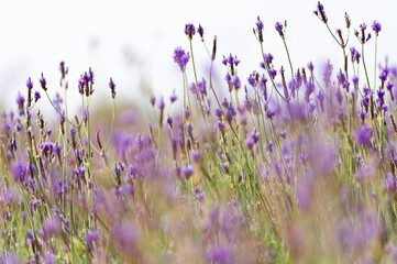 Wall Mural - Soft focus on lavender flower, beautiful lavender flowers blooming in the garden for the background