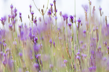 Wall Mural - Soft focus on lavender flower, beautiful lavender flowers blooming in the garden for the background