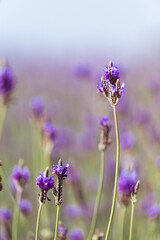 Wall Mural - Soft focus on lavender flower, beautiful lavender flowers blooming in the garden for the background