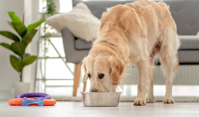 Sticker - Golden retriever dog at home