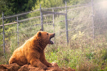 Photograph Of Brown Bear.