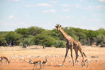 giraffes and deer are wild animals in namibia, africa.