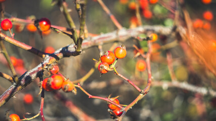 Beautiful wild rose hips in late autumn. Shooting with a Soviet manual lens.