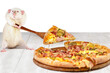 funny cute white rat wants to steal and eat an appetizing slice of pizza 
