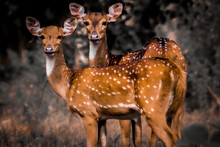 Small Portrait Of Spotted Deer