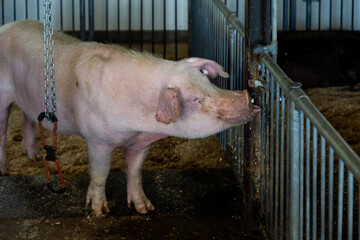 A young pink pig drinking water inside pen