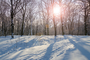 Wall Mural - Shiny winter sunset in the park.