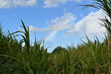 Rainbow Over A Sugar Cane Field On The Island Of Maui, Hawaii