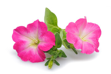 Pink surfinia petunia flowers