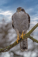 Wall Mural - peregrine falcon (falco peregrinus) perched on branch in front of pine trees-shallow depth of field