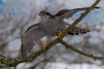 Wall Mural - peregrine falcon (falco peregrinus) perched on branch in front of pine trees-shallow depth of field