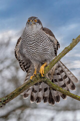 Wall Mural - peregrine falcon (falco peregrinus) perched on branch in front of pine trees-shallow depth of field