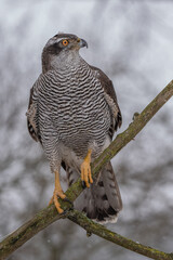 Wall Mural - peregrine falcon (falco peregrinus) perched on branch in front of pine trees-shallow depth of field