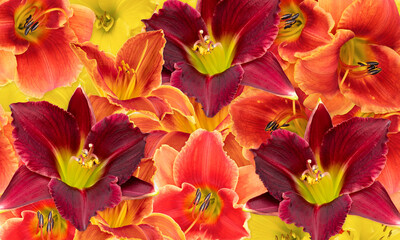 Wall Mural - Bright floral background of daylily flowers