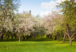 © lumikk555 - Spring apple garden with blossom apple trees