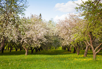 Canvas Print - Spring apple garden with blossom apple trees