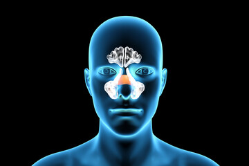 Anatomy of paranasal sinuses