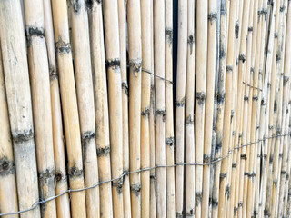 Old bamboo fence background. Weathered vertical sticks