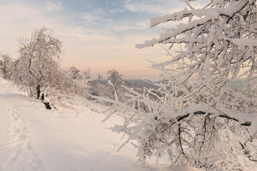 Wall Mural - Trees covered with white fluffy snow and blue on the shore of the sea. Wonderful winter seascape.