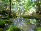 Fototapeta Las - Small pond in a forest surrounded by moss covered rocks and a reflection of the trees in water in Slovenia