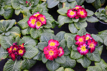 Nursery greenhouse full of blooming garden flowers. Greenhouse with cultivated flowers and plants.