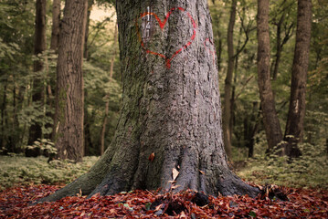 red oak tree with heart